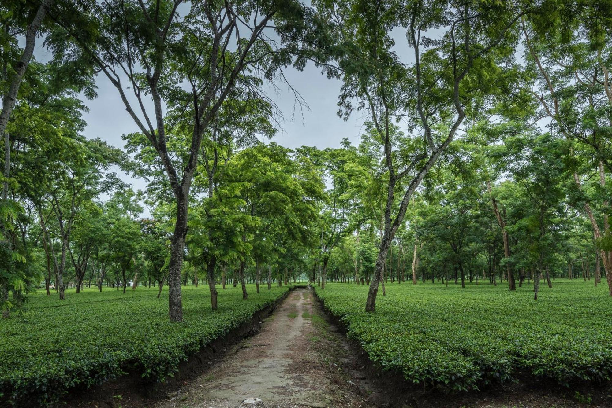 Tusker Tea County Otel Chālsa Dış mekan fotoğraf