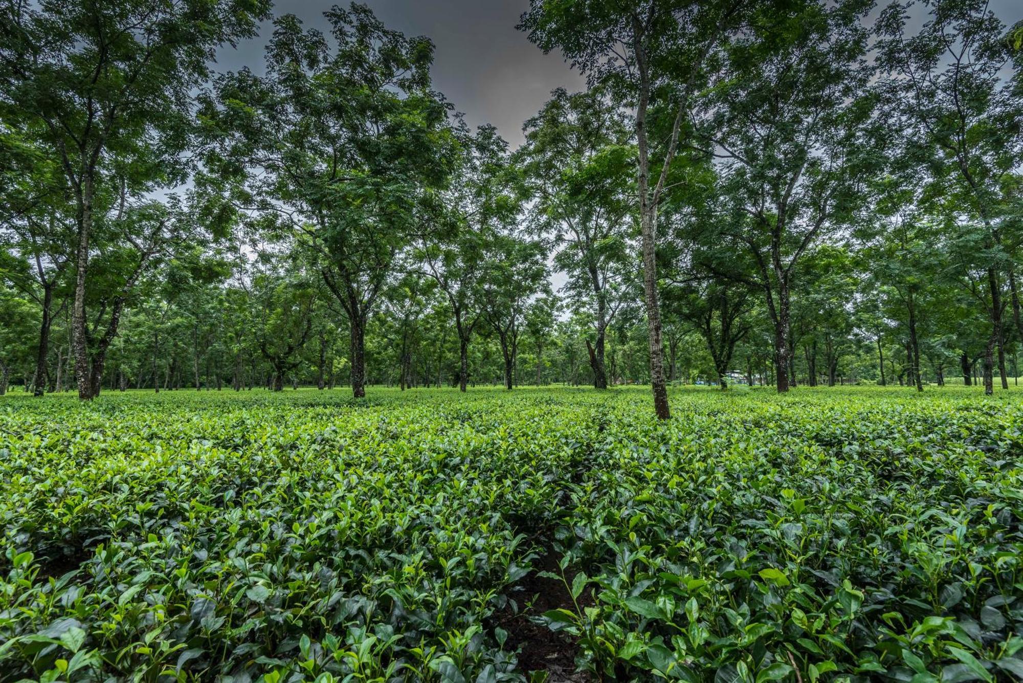 Tusker Tea County Otel Chālsa Dış mekan fotoğraf